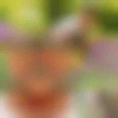 Po višini zložljivi lonci za rože (3x kosi) | PLANTUP